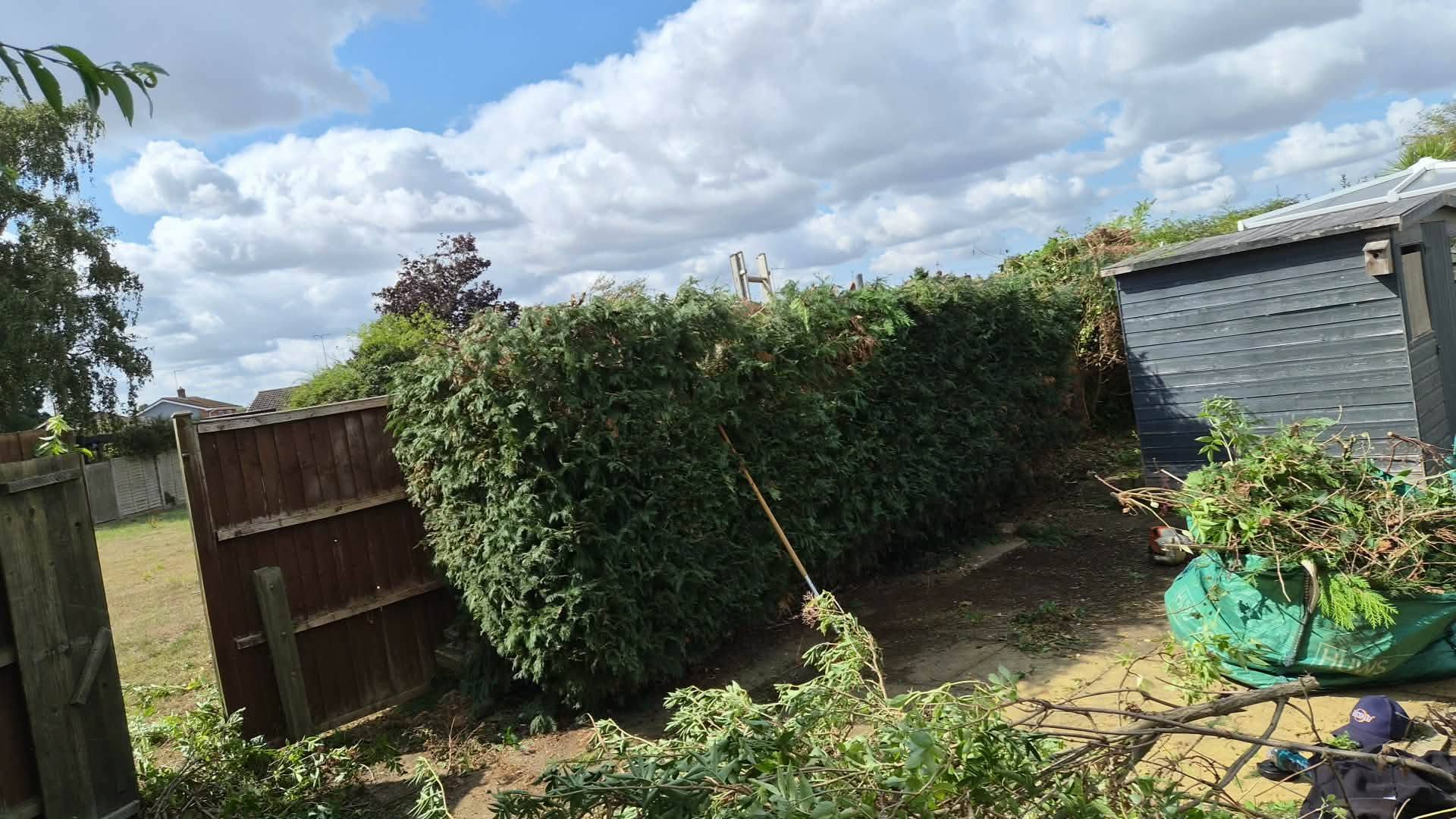 A garden hedge being cut back, with clippings bagged up on the lawn
